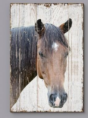 “STAR” SWEET FACED HORSE HEAD CANVAS HORSE PRINT WALL ART 24” by 16” EUC
